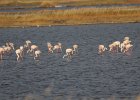 FBL13196 : flamingo